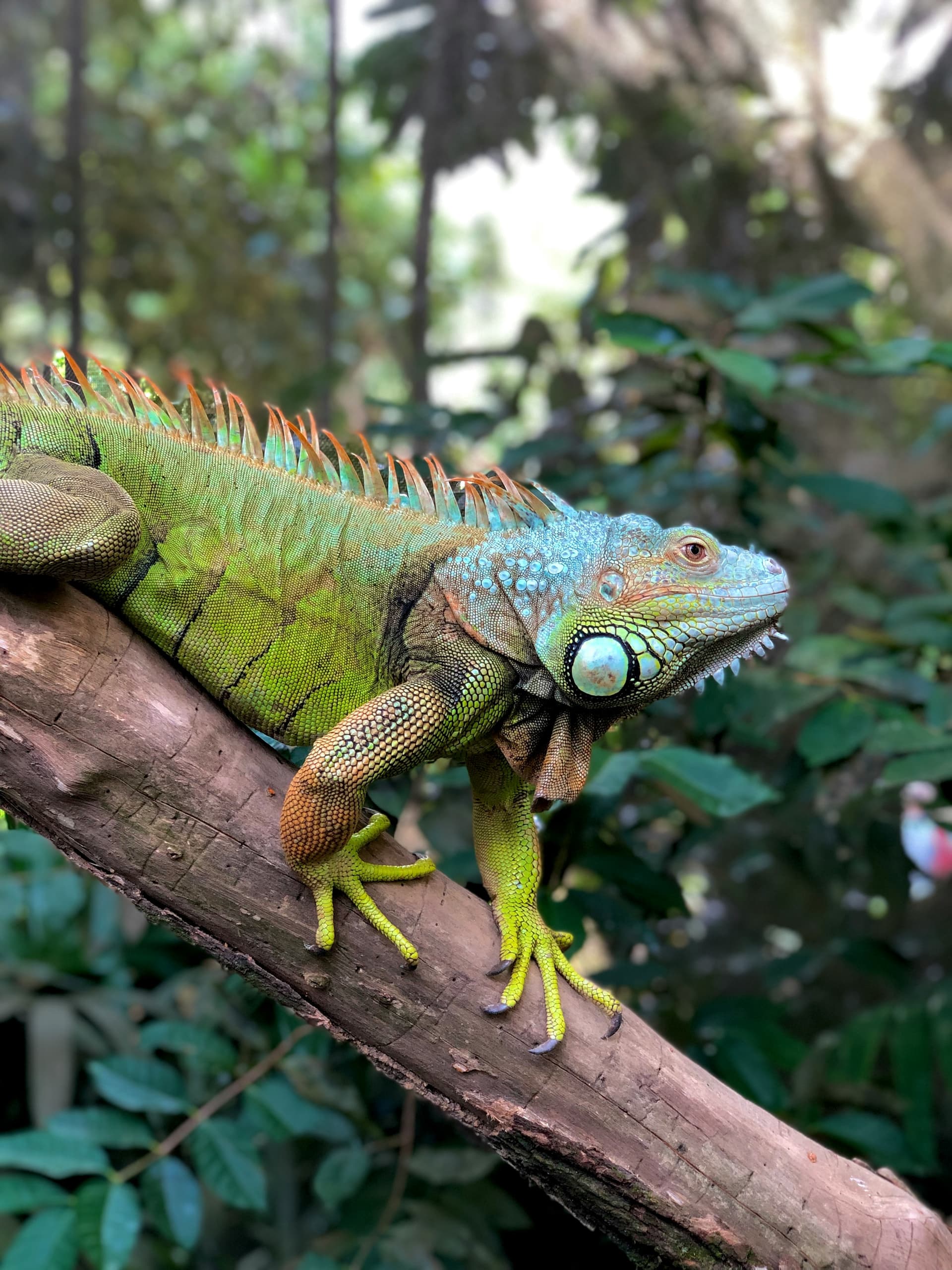 Iguana