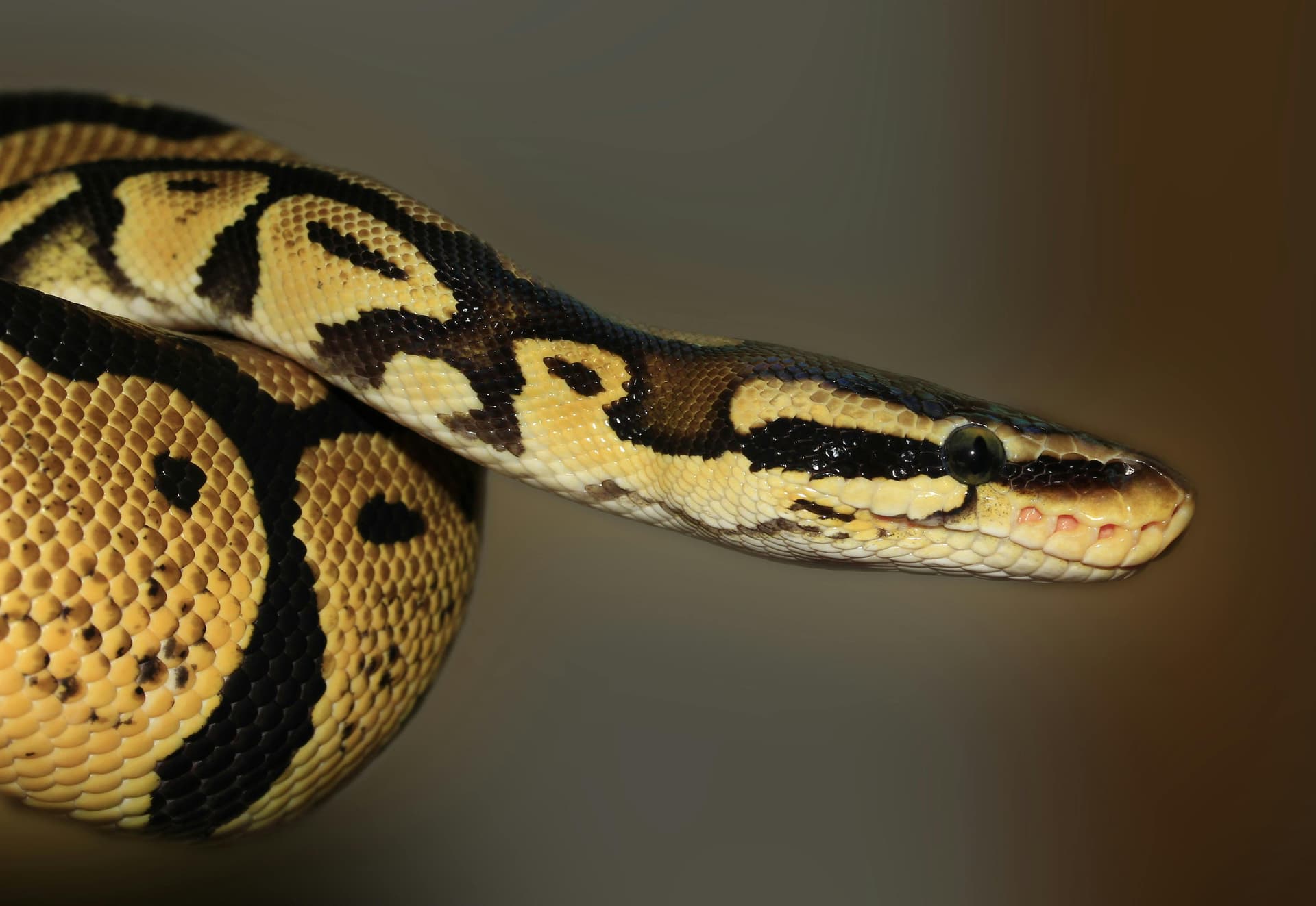 Serpiente Pitón Bola